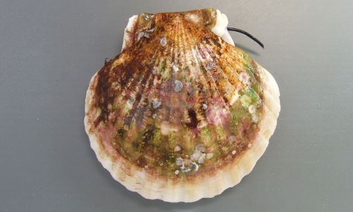 ホタテガイ | 軟体 | 市場魚貝類図鑑