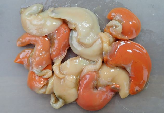 ホタテガイ | 軟体 | 市場魚貝類図鑑