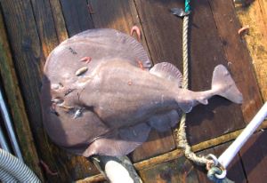 クリックで拡大表示