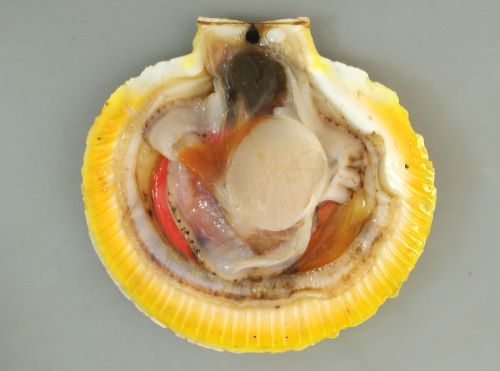 ツキヒガイ 軟体 市場魚貝類図鑑