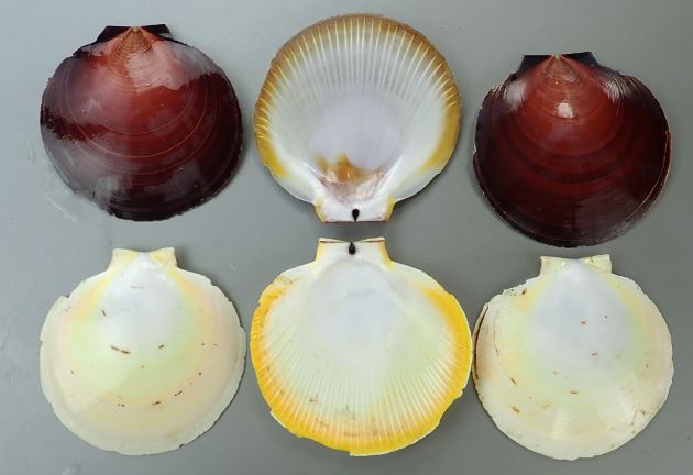 殻高・殻長12センチ前後、円形の二枚貝。貝殻は円形に近く、非常に薄い。耳上突起は小さく、左殻は赤褐色、右殻は黄色みを帯びた白で膨らみは少ない。