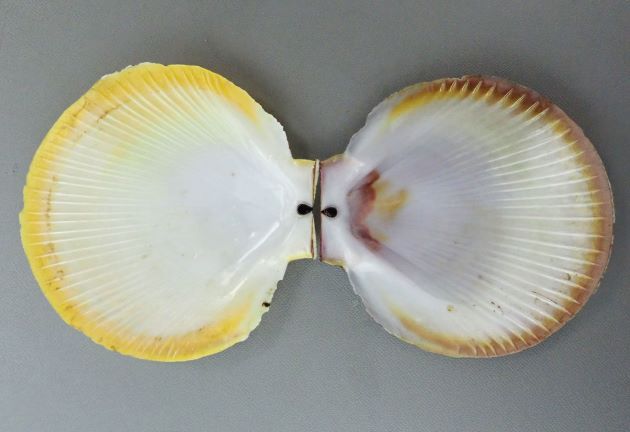 殻高12センチ前後になる大型の二枚貝。貝殻は円形に近く、非常に薄い。耳上突起は小さく、左殻は赤褐色、右殻は黄色みを帯びた白で膨らみは少ない。