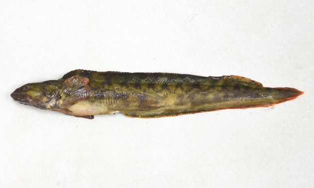 ナガガジの形態写真