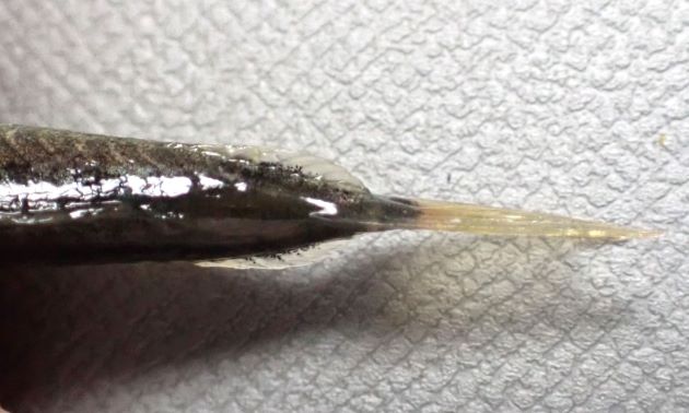 尾鰭のキールは膜質。