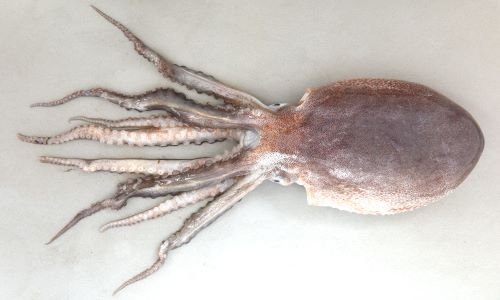 新潟県陸水動物図鑑』 『新潟県海の魚類図鑑』：ご当地お魚図鑑