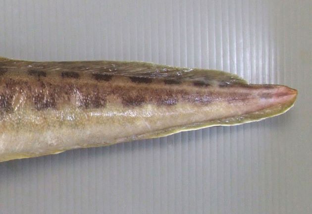 背鰭は尾鰭付近で低くなり、その部分に棘を持つ。
