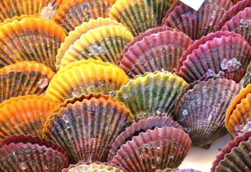 ひおうぎ貝.102.6ミリ ひおうぎ貝（長太郎貝）10個セット／冷凍便／時短／レンチン