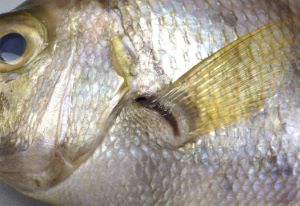 クリックで拡大表示