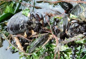 クリックで拡大表示