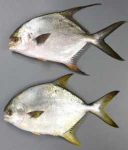 クリックで拡大表示