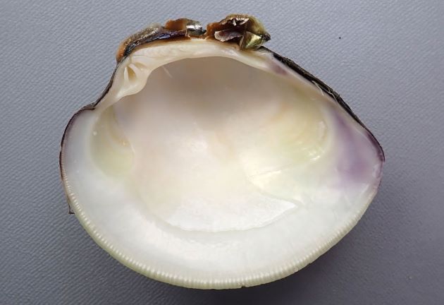 貝殻の裏側は白もしくは赤紫に染まる部分がある。貝殻の裏側周縁部分は刻まれる。