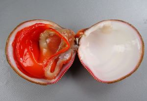 クリックで拡大表示