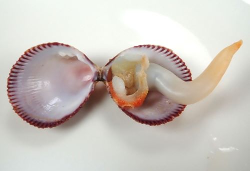 クリックで拡大表示