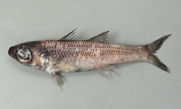 20cm SL 前後になる。黒灰色で細長い。眼が大きく、眼から吻端までが非常に短い。主鰓蓋骨に棘がない。臀鰭棘は２。［愛知県蒲郡産　165mm・82g］