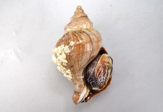 10cm SL 前後になる。貝殻はアツエゾボラに似ている。厚みがあり殻皮を被る。螺肋は次体層で1、2本、体層で5、6本。殻口外唇は厚みがあるものと薄めのものがある。