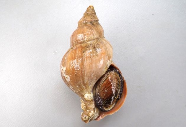 10cm SL 前後になる。貝殻はアツエゾボラに似ている。厚みがあり殻皮を被る。螺肋は次体層で1、2本、体層で5、6本。殻口外唇は厚みがあるものと薄めのものがある。