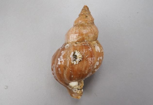 10cm SL 前後になる。貝殻はアツエゾボラに似ている。厚みがあり殻皮を被る。螺肋は次体層で1、2本、体層で5、6本。殻口外唇は厚みがあるものと薄めのものがある。