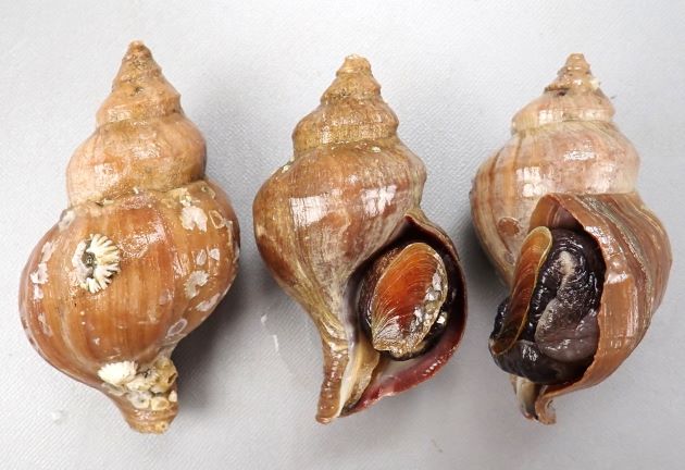 10cm SL 前後になる。貝殻はアツエゾボラに似ている。厚みがあり殻皮を被る。螺肋は次体層で1、2本、体層で5、6本。殻口外唇は厚みがあるものと薄めのものがある。