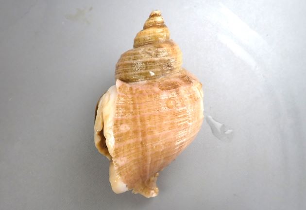 13cm SL 前後になる。貝殻は厚みが薄く、淡いベージュである。全体に丸味が強く肩は張らない。螺肋は太さが同じで非常に細く弱い。軸はねじれ縫帯が出来る。［釧路産　13cm SL］