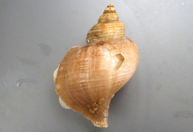 13cm SL 前後になる。貝殻は厚みが薄く、淡いベージュである。全体に丸味が強く肩は張らない。螺肋は太さが同じで非常に細く弱い。軸はねじれ縫帯が出来る。［釧路産　13cm SL］