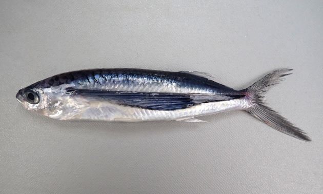 23cm TL前後になる。トビウオ類の中ではずんぐりしている。胸鰭は黒く、後半部分から先端部分にかけて透明(白い)。胸鰭(羽根)は著しく長く腹鰭は非常に短い。側線上方鱗数は8(7の個体もいる)。