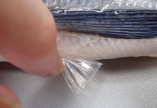 23cm TL前後になる。トビウオ類の中ではずんぐりしている。胸鰭は黒く、後半部分から先端部分にかけて透明(白い)。胸鰭(羽根)は著しく長く腹鰭は非常に短い。側線上方鱗数は8(7の個体もいる)。