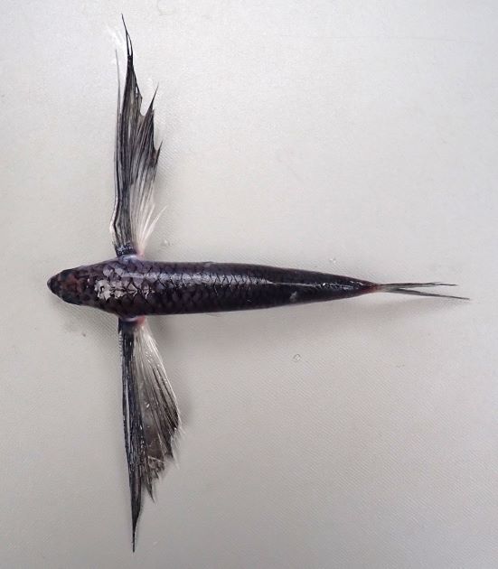 23cm TL前後になる。トビウオ類の中ではずんぐりしている。胸鰭は黒く、後半部分から先端部分にかけて透明(白い)。胸鰭(羽根)は著しく長く腹鰭は非常に短い。側線上方鱗数は8(7の個体もいる)。
