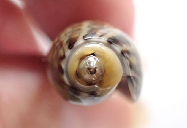 40mm SL 前後になる。殻は硬くてやや厚みがある。螺塔は低い。光沢があり、じぐざく形の線模様が無数に走っている。溝状の縫合は体層にのみ見られる。殻の内面は紫色。
