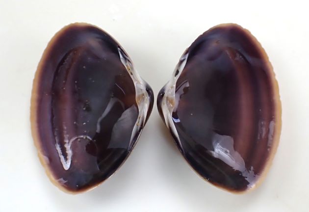 27mm SL 前後になる。三角形に近く膨らみが非常に強い。貝殻の表面には非常に弱い輪肋がある。