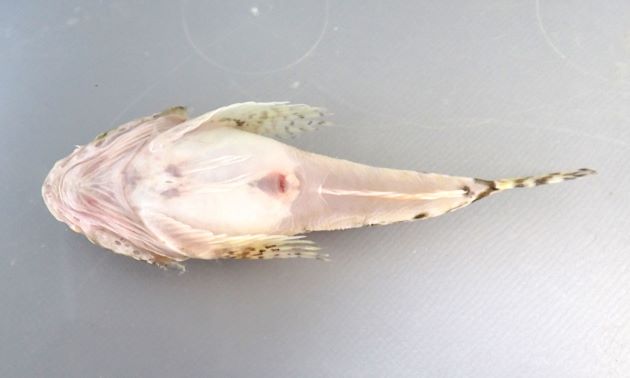 8.5cm SL　前後になる。頭部は左右に幅が広く縦扁（平たい）する。胴の部分も少し縦扁する。背鰭は２で、第１背鰭の軟条は糸状に伸びる。前鰓蓋骨の棘はいちばん上がいちばん長くときに２叉する。［福島県相馬市原釜　８cm］