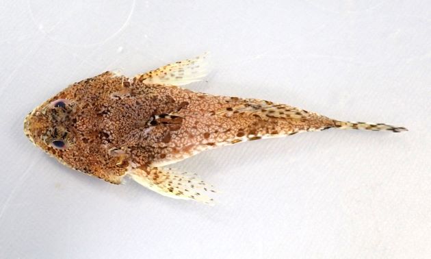 8.5cm SL　前後になる。頭部は左右に幅が広く縦扁（平たい）する。胴の部分も少し縦扁する。背鰭は２で、第１背鰭の軟条は糸状に伸びる。前鰓蓋骨の棘はいちばん上がいちばん長くときに２叉する。［福島県相馬市原釜　８cm］