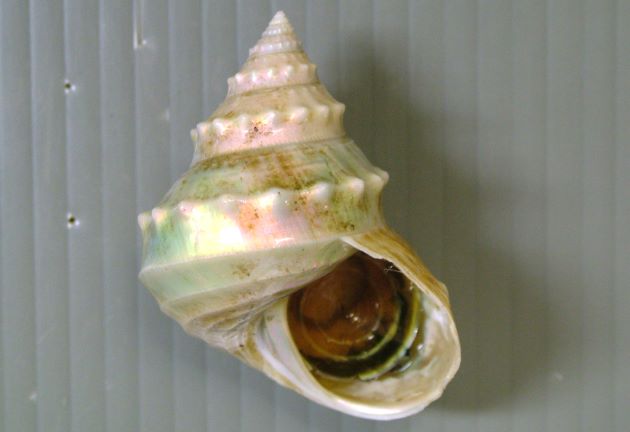 40mm SH 前後になる。白銀色で真珠の光沢がある。螺塔は高い。膨らみがあり螺層は平滑で肩の部分に強い三角垂の結節がある。