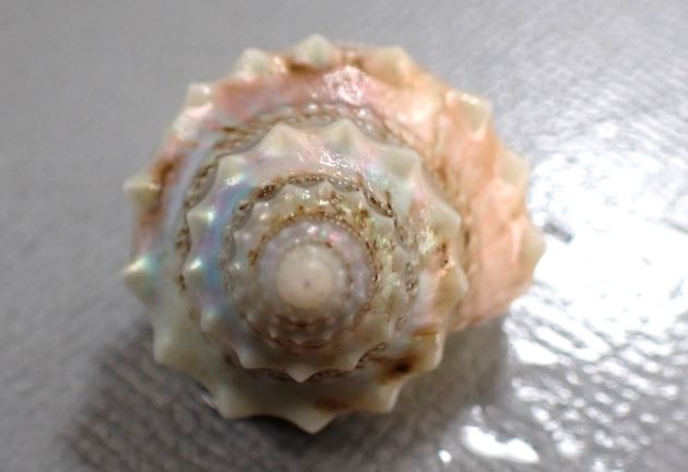 40mm SH 前後になる。白銀色で真珠の光沢がある。螺塔は高い。膨らみがあり螺層は平滑で肩の部分に強い三角垂の結節がある。