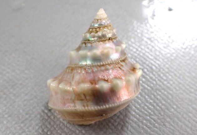 40mm SH 前後になる。白銀色で真珠の光沢がある。螺塔は高い。膨らみがあり螺層は平滑で肩の部分に強い三角垂の結節がある。