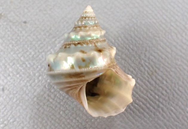 ヒラセギンエビスの形態写真