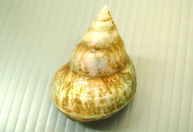 40mm SH 前後になる。螺塔は高く、全体に銀白色で真珠の光沢がある。層の肩の部分には結節がなく全体に平滑。