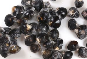 クリックで拡大表示