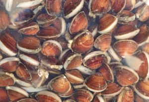 クリックで拡大表示