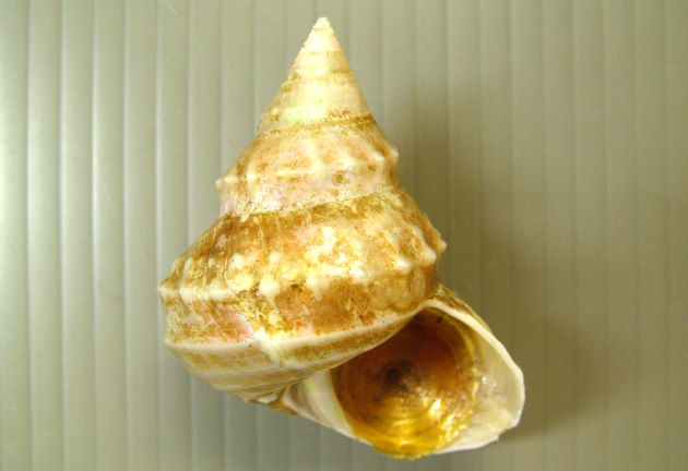 ギンエビスの形態写真