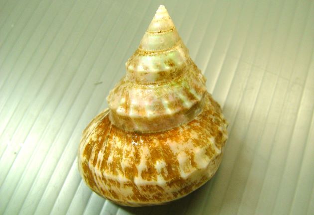 40mm SH 前後になる。螺塔は高く、上方の螺層は比較的平滑だが、螺層の肩に低い三角錐状の結節がある。真珠を思わせる光沢がある。