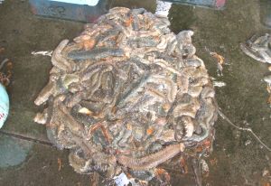 クリックで拡大表示