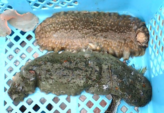 オキナマコの形態写真