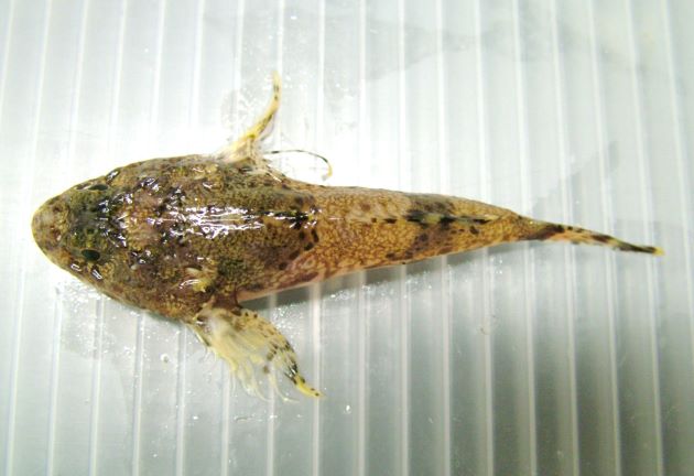 ニホンキンカジカの形態写真