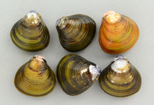 シジミ 楽天市場】【国産】淡水シジミ 10匹 約1cm〜2.5cm しじみ 川魚