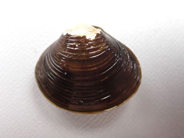 殻長30nn前後になる。正三角形で黒もしくは茶色。成長脈がくっきりしている。楕円形に近いアワシジミ型、5センチ前後になるナリヒラシジミ型などがある。