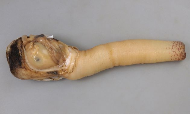 ナミガイの食べられる部分