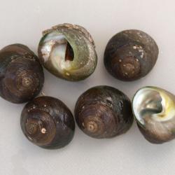 クマノコガイ 軟体 市場魚貝類図鑑