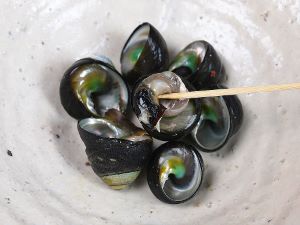 クマノコガイの塩ゆで