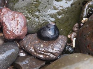 岩の上のクマノコガイ