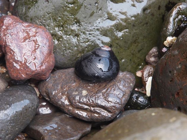 岩の上のクマノコガイ